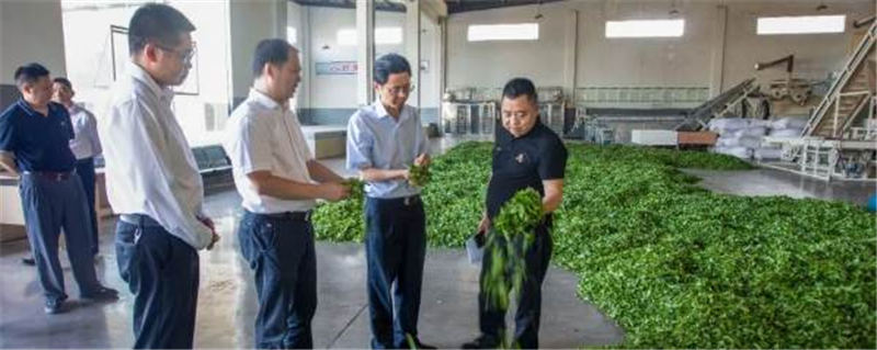 关于高质量发展茶叶产业 夯实乡村振兴产业根基的最新信息