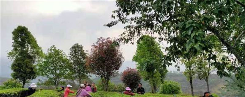 有关于普洱景东：2021年第一批春茶开采 茶香溢满银生城的信息