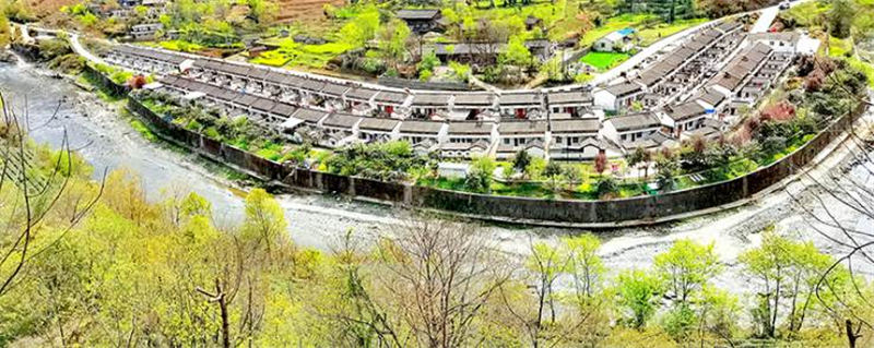 有关于康县阳坝龙潭村茶农们抢抓时节，采收茶叶的新闻