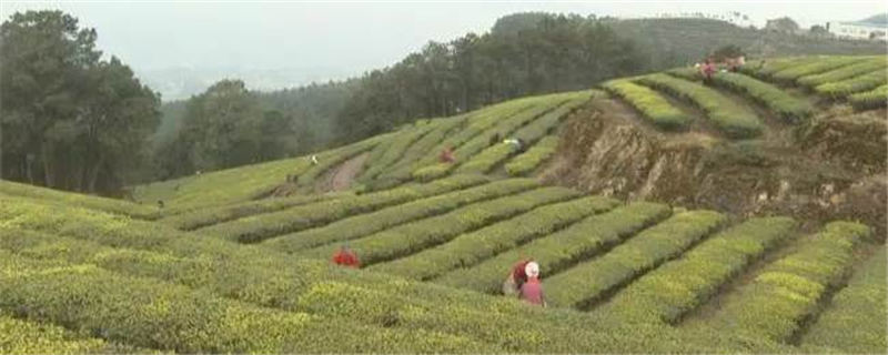关于雨水滋润新芽，重庆永川10万亩春茶开采的热门信息