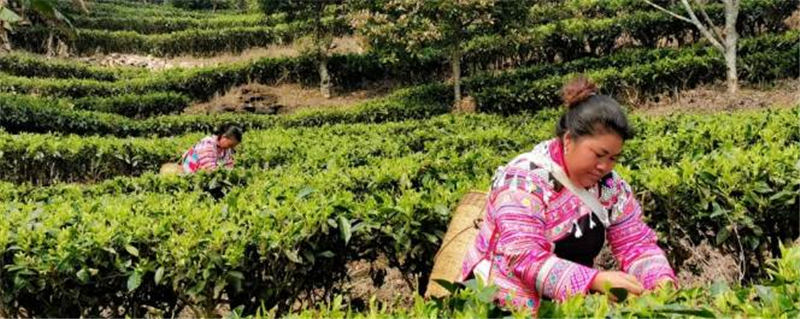 关于普洱南亢村：茶树发新芽 春茶进入采摘期的热门消息