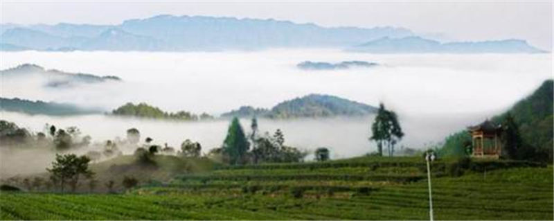 有关于一“叶”致富——“桑植白茶”地标助力乡村振兴纪实的热门新闻