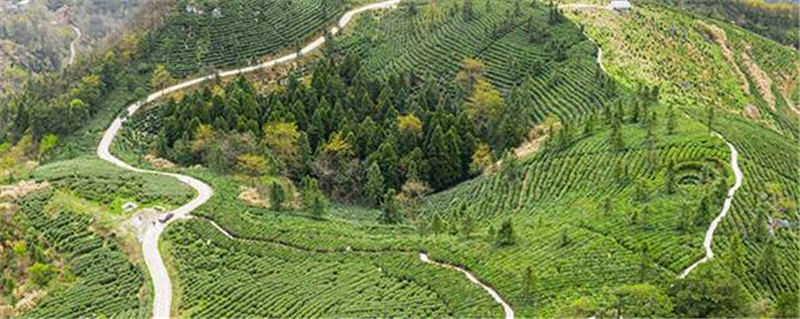 有关于江西瑞昌：“茶旅融合”正成为促进乡村振兴的“助推剂”的新闻