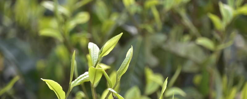 有关于绿了群山 富了乡亲——看陕南茶山如何变“金山”的热门资讯