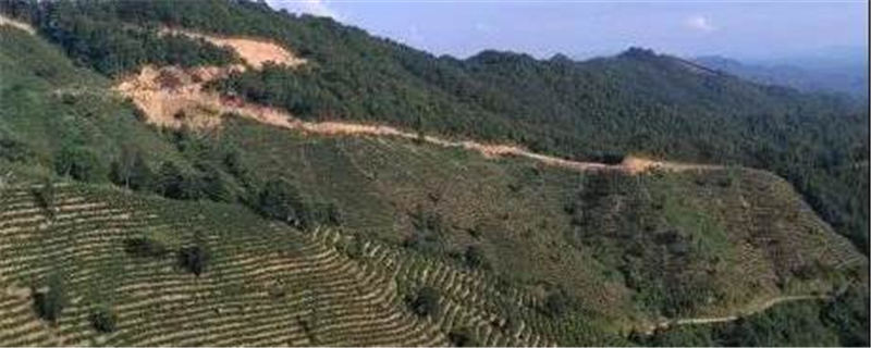 有关于蒋海东到万秀区、高新区调研六堡茶产业发展的资讯