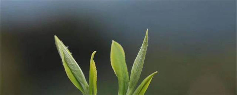 有关于成都春茶形成全产业链发展 茶农人均收入1.2万元的信息