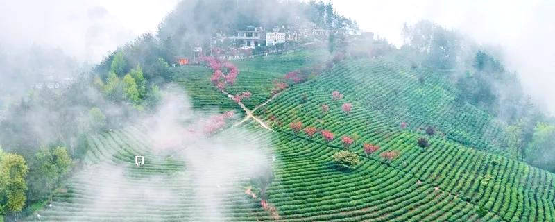 有关于紫阳县喜获“全国区域特色美丽茶乡”称号的资讯