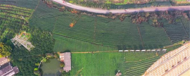 关于夹江​新场镇：植树植出新希望 采茶助力农民增收的资讯