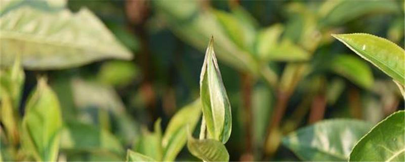 关于富宁县依托茶叶产业巩固脱贫成效接续乡村振兴的最新消息