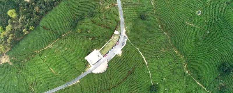 有关于2021年安吉白茶3月22日正式开采！产量略增，品质优于去年的热门信息