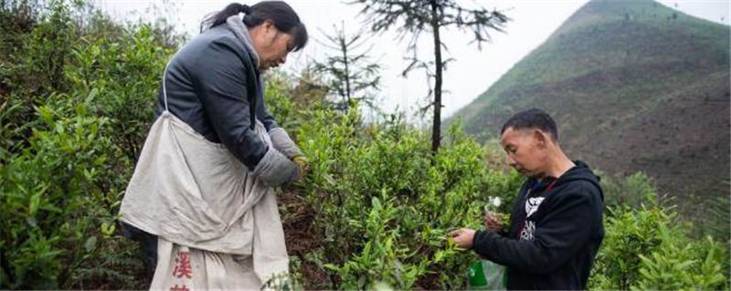 有关于安化春茶进入采摘期 2020年产值达230亿元的资讯