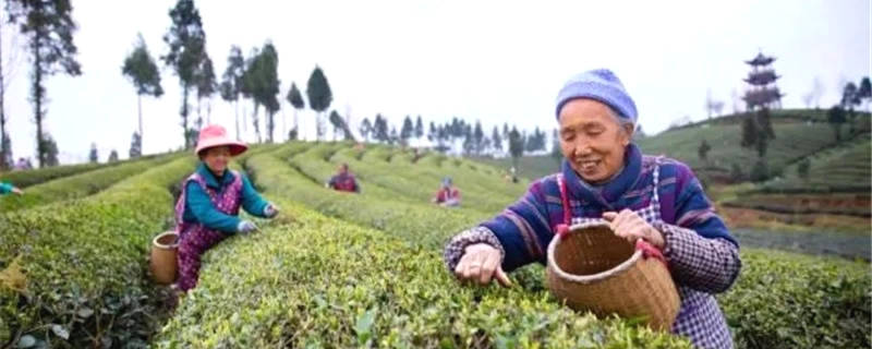 有关于凤冈：今春首采！贵州凤冈第一批新茶来了的资讯