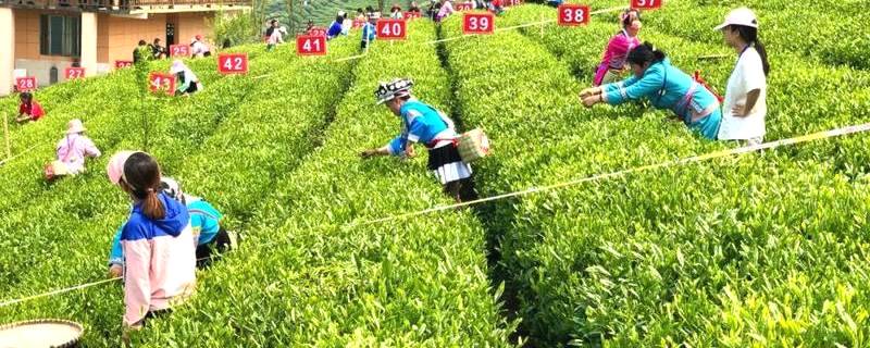 有关于速度与技艺的比拼！2021年贵州省春季采茶技能竞赛“金手指”出炉！的热门新闻