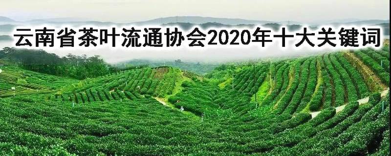 关于云南省茶叶流通协会2020年“十大关键词”的热门新闻