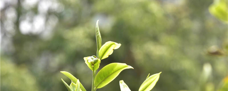 有关于一周速读：云茶实现千亿元目标、2021春茶产销、冰岛迎来新变局的热门资讯