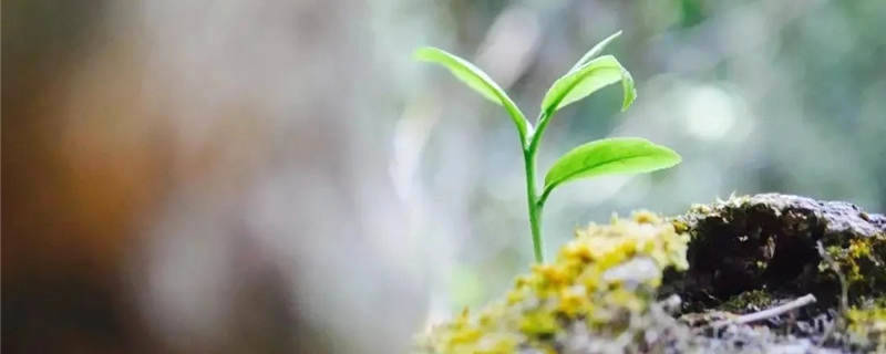 关于2021年长三角春茶茶情通报（第一期）的资讯