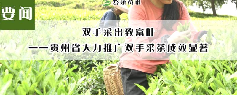 有关于双手采出致富叶！贵州省大力推广双手采茶成效显著的热门消息