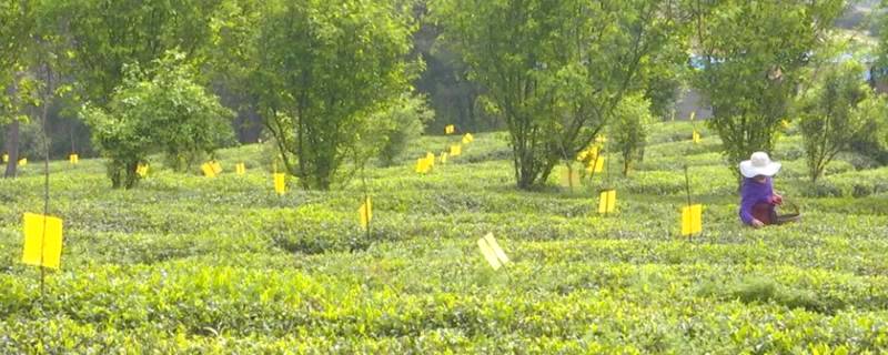 关于孝昌陡山安店村：春茶吐“新芽”，绿了荒山富了民！的资讯