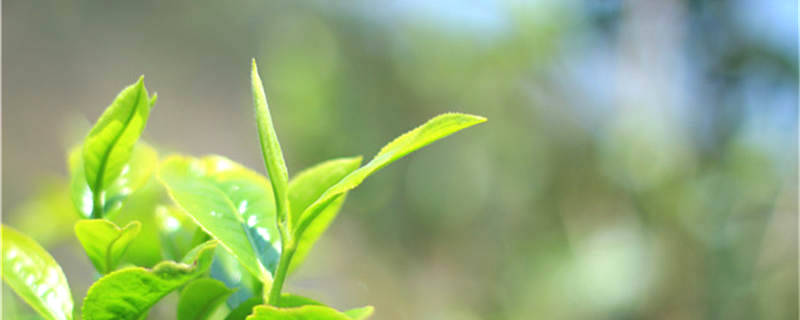 有关于十四五规划建议：力争促进品牌经济在茶产业经济总量比重提升30%以上的新闻