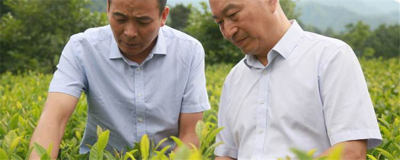 有关于陕西汉中：“茶博士”与“茶王”合种科技茶的消息