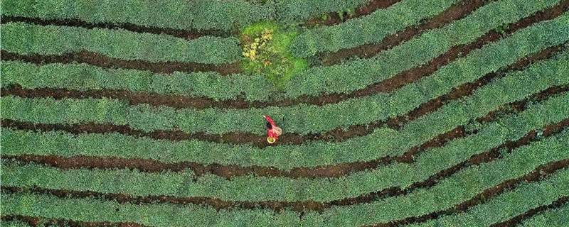 关于坐拥万亩茶田，来四川雅安解锁春日限定耍法的最新信息