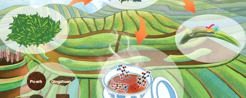 有关于[科研进展] 黑茶化学成分研究取得新进展的最新信息