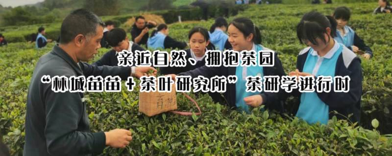 有关于亲近自然、拥抱茶园|“林城苗苗+茶叶研究所”茶研学进行时的最新资讯