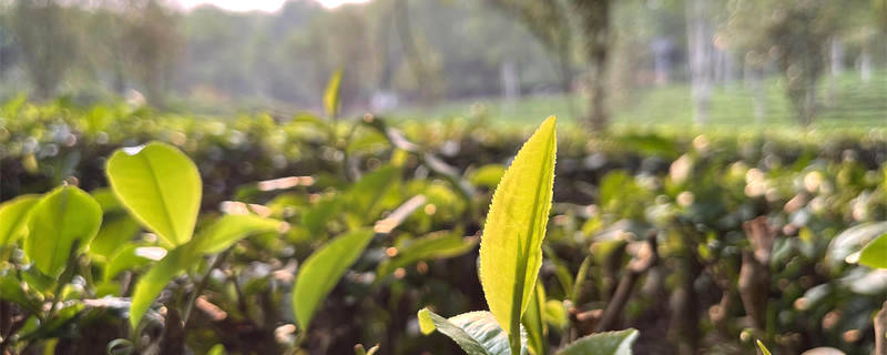 关于襄阳：加强茶产业链建设 带动茶农增收致富的最新资讯