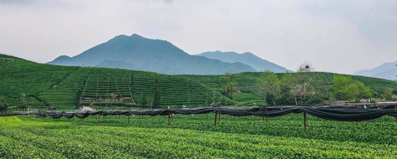 有关于一周热门：2021中国春茶产销形势报告，不同地区如何做好普洱茶存储，第四届中国国际茶叶博览会即将举办的最新消息