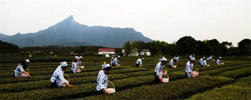 有关于冶溪镇琥珀村进入首届安徽美丽茶村入围名单的最新资讯