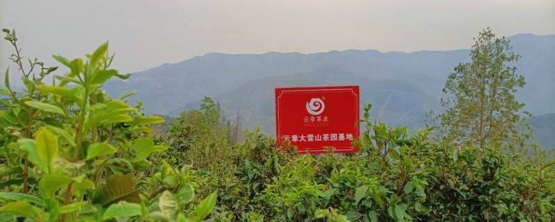 有关于普洱春茶发芽简报：大雪山豆腐寨茶园发芽情况的热门信息