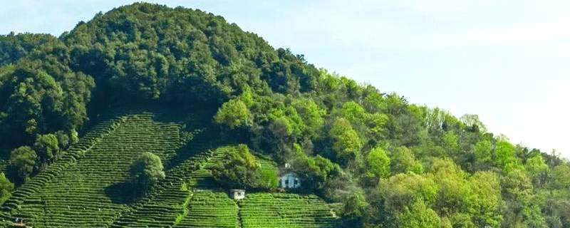 关于《西湖龙井茶》团体标准报批稿亮相 呵护“金名片”又添一锦囊的热门资讯