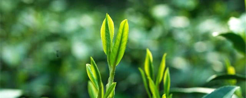 有关于春茶到！浙江几十个产茶区县春茶陆续开采的热门资讯