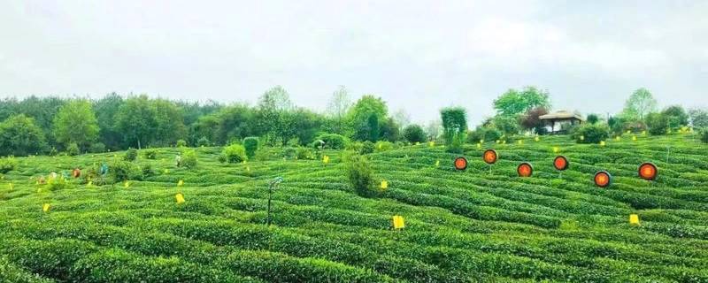 有关于“茶长制”来了！安徽发布重磅政策做强茶产业的最新资讯