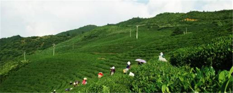 关于雷山县望丰乡三角田村，依托生态好茶 谋划乡村旅游的最新信息