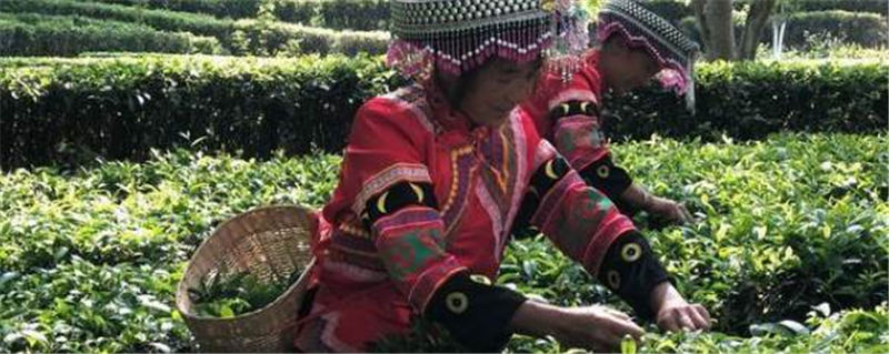 有关于茶旅融合，带动“滇红第一村”一年增收800万元的最新消息