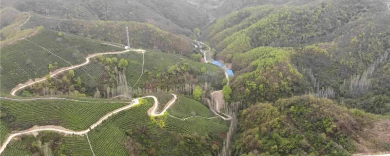 有关于湖北南漳：茶山变金山 茶园变景区 乡村振兴前景美的资讯