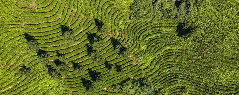 有关于湘西州：推广新技术 助力茶产业高质量发展的消息