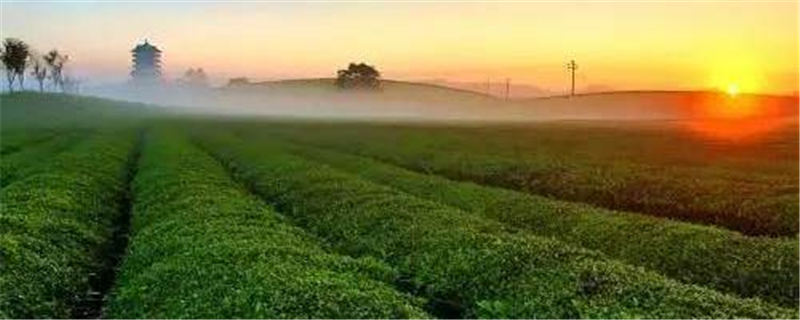 关于2025年，遵义力争茶业综合产值500亿元以上！的热门消息