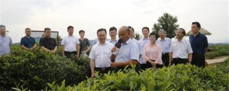 关于中国工程院院士刘仲华一行调研安康市茶产业发展情况的热门新闻