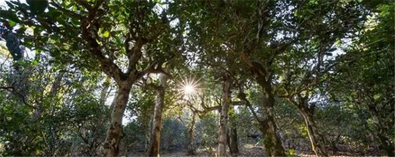 关于申遗中的景迈山古茶林文化景观靓照上新了！的资讯