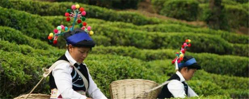 关于南涧县罗伯克万亩生态茶园 无量山藏茶谷大量春茶开采的最新消息