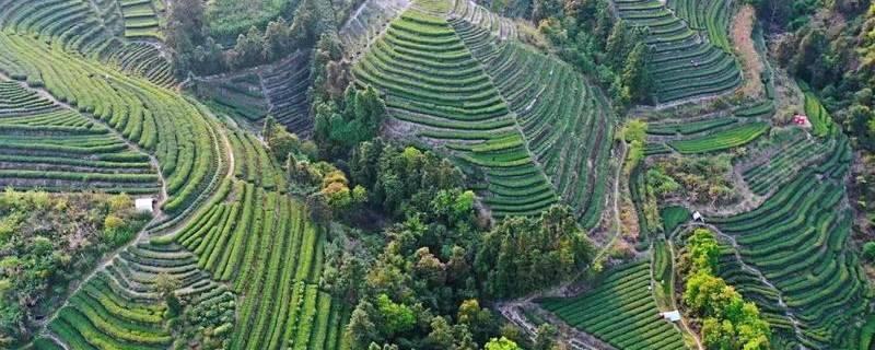 关于中国白茶特色小镇的产业振兴路：质量立茶 绿色兴茶 品牌强茶的最新信息