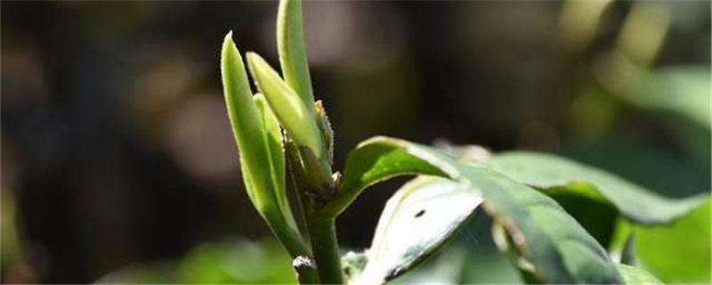 关于“云南普洱联姻安化黑茶”“专家首次聚首宁德话'三茶'”“普洱茶行业的下一个红利期”的