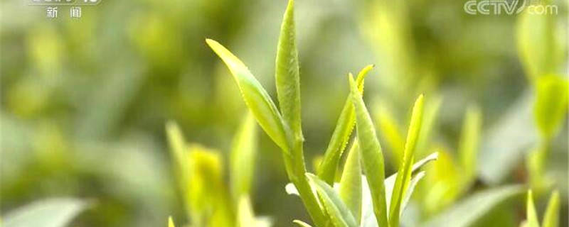 有关于南方主要产茶区：人勤春来早 春茶采摘忙 的热门信息