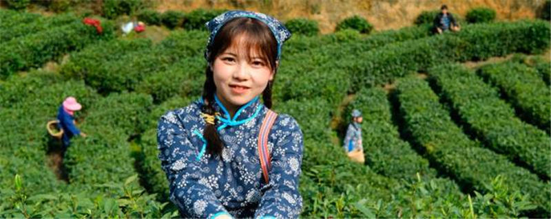 有关于江西汤湖镇：“狗牯脑”茶开园节 28万亩春茶开采的最新资讯