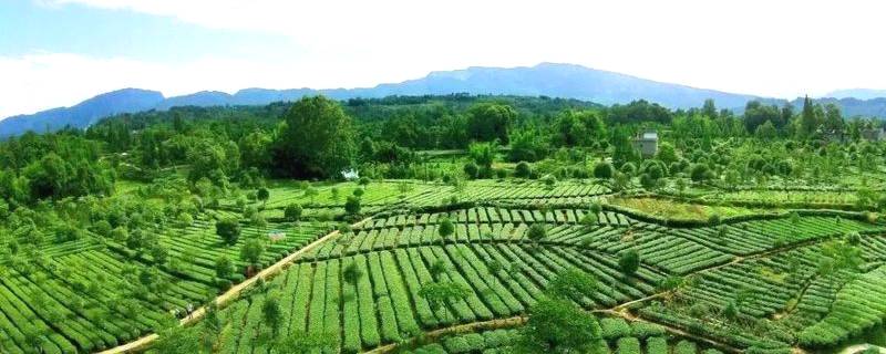 关于雅安：来！茶海冲浪 杯中有你 追逐春天的丝滑的最新消息