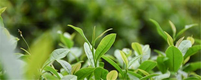 有关于“打地标牌，做茶产业”2021年3月10日陕西春茶发展交流座谈会召开的最新消息