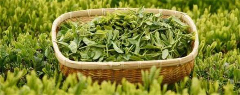 关于推动茶产业发展 富裕一方百姓 弘扬国饮文化的热门信息