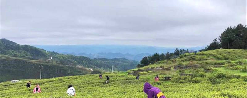 有关于贵州德江复兴镇：茶叶飘香溢满乡村振兴路的最新消息